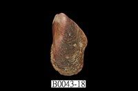 藏品(雲雀殼菜蛤)的圖片